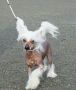 Proud Pony Walk With Fluffy Steps Chinese Crested