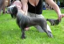 Angel Look Illusion Of Flight Chinese Crested