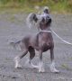 Rimabra's Cute N Cool Chinese Crested