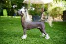 Sirocco Like A Million Scoville Chinese Crested