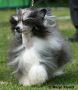 Sun-Hee's Sensation in Black Chinese Crested