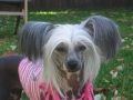Wumao Ill Cry If I Want To Chinese Crested