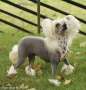 Xodix Blessed Mosaic Lady Chinese Crested