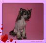 Galser Aphrodite Chinese Crested