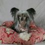 Jewels Latest Trend Chinese Crested