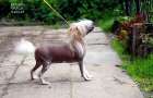Irgen Gold Gloria Geynor Chinese Crested