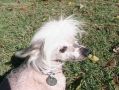 Ahboc Wintercrest Wildorchid Chinese Crested