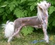 Flywheel's Timmy Chinese Crested