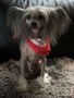 Quiincharme's Icon Star� Mesto Chinese Crested