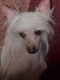 Magic of Success Under Bright Star Chinese Crested