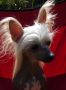 Altair Pixietail Love Story Chinese Crested