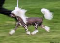 Twice as Nice Devils Delight Chinese Crested