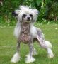 Habiba In The Fast Lane Chinese Crested