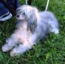 Debi Gloster Chinese Crested