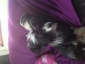 Untouchable's Material Girl Chinese Crested