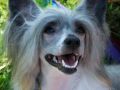 Special Edition I Am A Candy Girl Chinese Crested