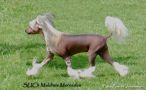 Maldinis Mercedes Chinese Crested