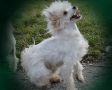 Power Happy Chinese Crested
