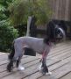 Wanna Talk About Me N'Co. Chinese Crested