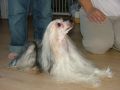 Trollmyren's Dolce Vita Chinese Crested