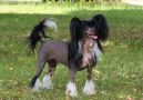 Legends N Lordocs Twilight Evening Chinese Crested
