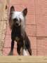 ParaDice's Dragon Moon Chinese Crested