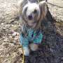 Leksa Gypsy Queen for Oro Antenati Chinese Crested