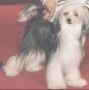 Benisa vom Martin's Tal Chinese Crested