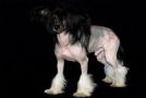 Topaz Magic Dog Of The Kanis Chinese Crested