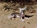 Woodlyn Wild Card O' Willow Chinese Crested
