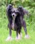 Sirocco Mortal Sinful Lust Chinese Crested
