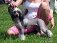 Rus Crimson Empaer Hello It's Me  Chinese Crested