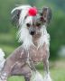 Lilikoi Del Sol Chinese Crested
