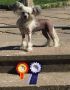 Proud Pony Evolution Revolution Chinese Crested