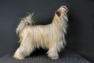 Oriental Jokes D'Evanescence Chinese Crested