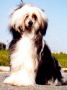 Heppy Modry kvet Chinese Crested