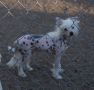 Serenity's What a Surprise Chinese Crested