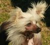 Liliah Because I Said So Chinese Crested
