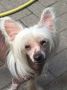 Magic of Success It's All About Me Chinese Crested