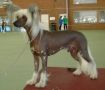 Kazlyn Gypsy In Suede Chinese Crested