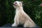 Hillary,The Bright Feeling de Fageiro Chinese Crested