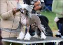 Zhannel's Flash Gordon Chinese Crested