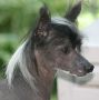 Woodlyn Sunday Funnies Chinese Crested