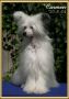 Khafka's Made In Spain Chinese Crested