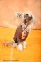 Cochize du Royaume des Hauts Champenois Chinese Crested