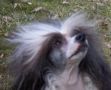 Belshaw's Sleeping Beauty Chinese Crested