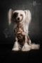Little Dog Of Dream Nuit Noire Chinese Crested