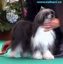 Moonswift Princess Diana Chinese Crested
