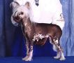 Gail Don's Spots 'N Barely Gizmo Chinese Crested