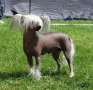 Fluffysteps Addicted To Pardy Hardy Chinese Crested